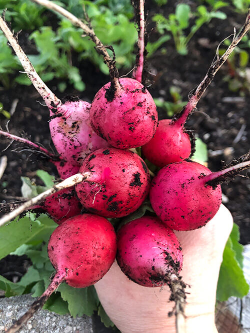 5 Veggies that Grow Better in a Fall Garden