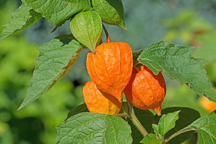 Lampionblume, Physalis alkekengi