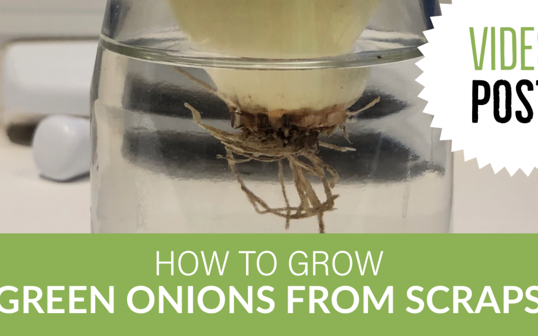 [Video] How to Grow Green Onions from Scraps