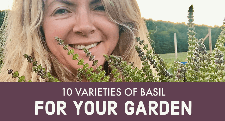 10 Varieties of Basil for your Garden