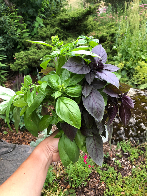 10 Varieties of Basil For Your Garden