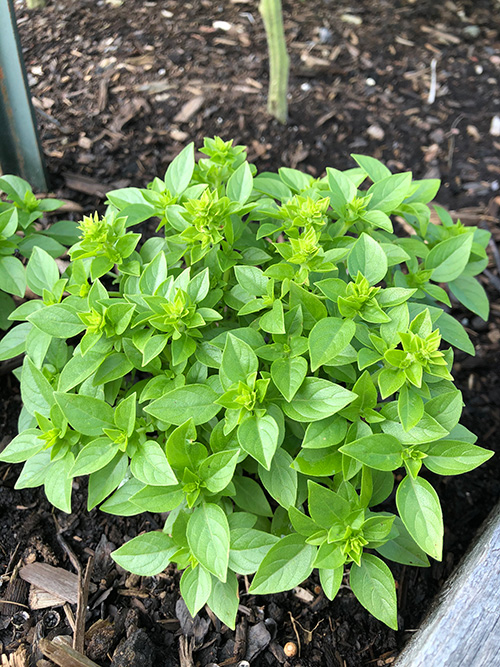10 Varieties of Basil For Your Garden