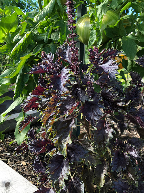 10 Varieties of Basil For Your Garden