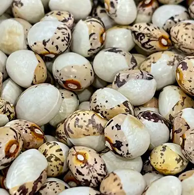 Tuvagliedda Pole Bean