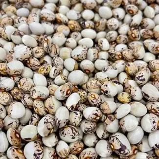 Tuvagliedda Pole Bean
