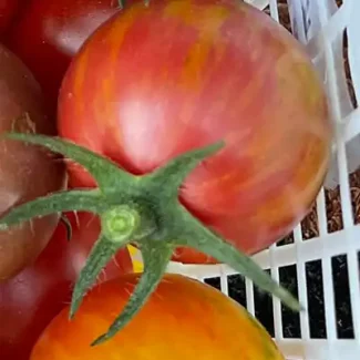 'Pink Bumblebee' Cherry Tomato