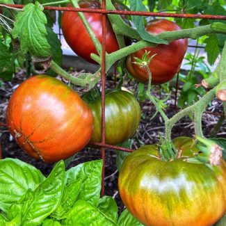 'New Jersey Standard' Tomato