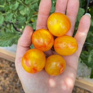 'Sunrise Bumblebee' Cherry Tomato