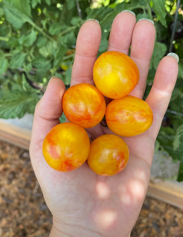 'Sunrise Bumblebee' Cherry Tomato