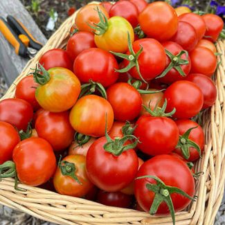 'Gardener’s Delight' Tomato