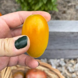 Blush Tomato