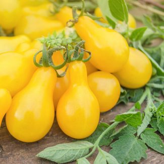 Yellow Pear Cherry tomato