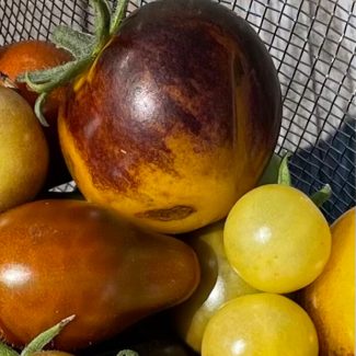 Bosque Blue Bumblebee Tomato