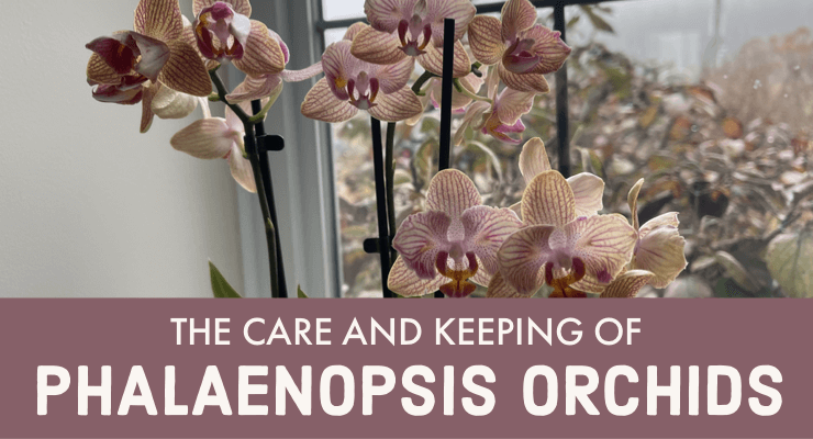 The Care and Keeping of Phalaenopsis Orchids