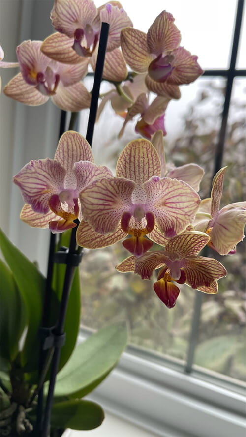 The Care and Keeping of Phalaenopsis Orchids