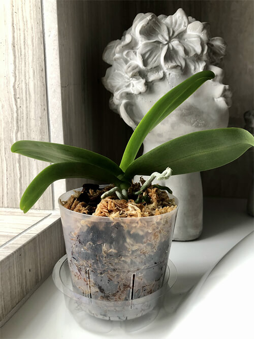 The Care and Keeping of Phalaenopsis Orchids - Julia Dimakos