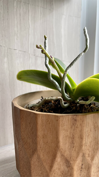 The Care and Keeping of Phalaenopsis Orchids