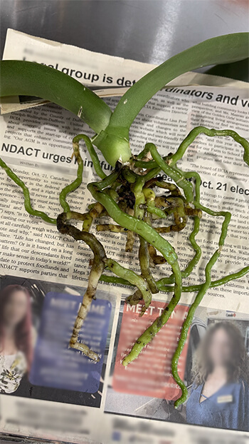 The Care and Keeping of Phalaenopsis Orchids