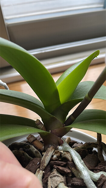The Care and Keeping of Phalaenopsis Orchids