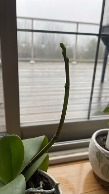 The Care and Keeping of Phalaenopsis Orchids