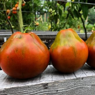 Japanese Black Trifele Tomato