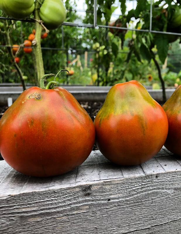 Japanese Black Trifele Tomato