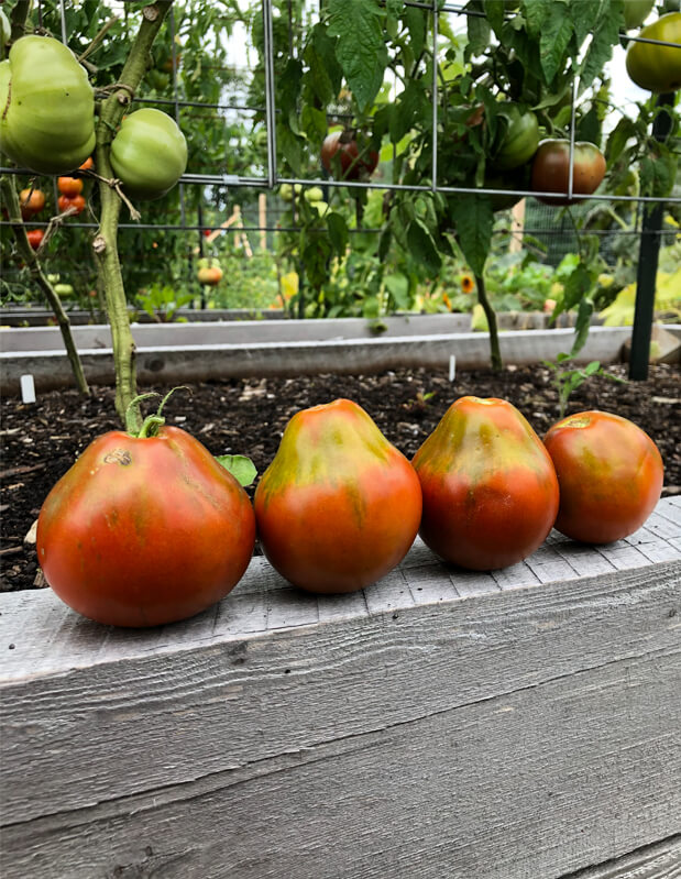 Japanese Black Trifele Tomato - Image 3