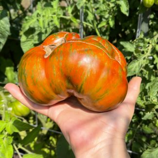 Girl Girl's Weird Thing Tomato
