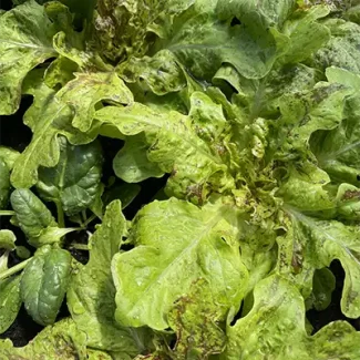 Flashy Lightning Butter Oak Lettuce