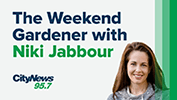 the weekend gardener with niki jabbour the weekend gardener with niki jabbour