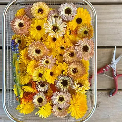 Calendula