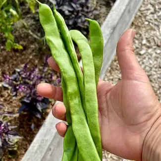 Supermarconi Flat Pole Bean