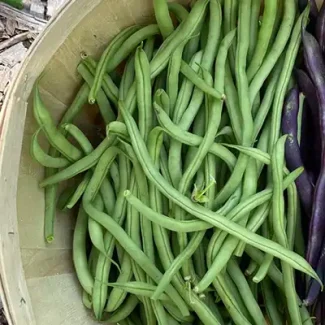 Emerite Filet Pole Bean
