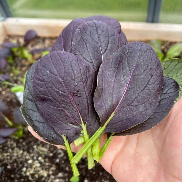 Arugula Seeds Category