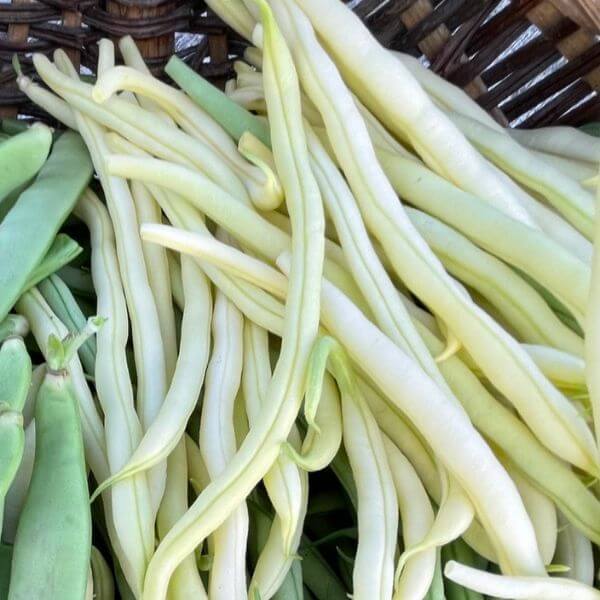 Arugula Seeds Category