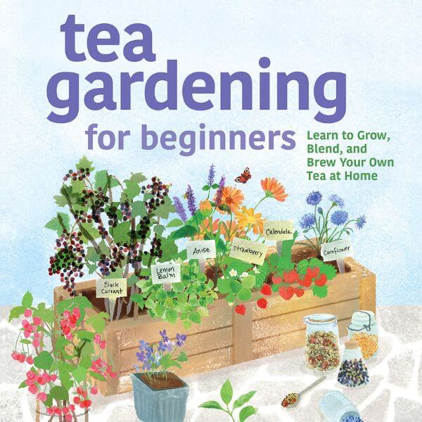 tea gardening for beginners