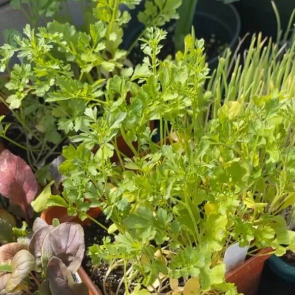Arugula Seeds Category