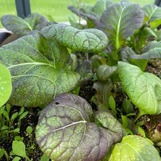 Osaka Purple Mustard