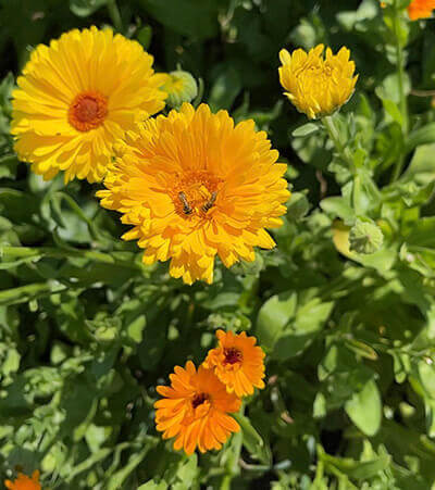 Calendula (Julia's Garden Mix) - Image 3