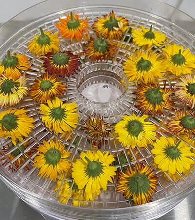 Calendula (Julia's Garden Mix) - Image 4