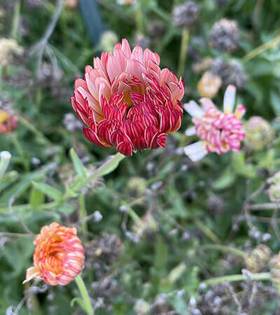 Calendula (Julia's Garden Mix) - Image 5