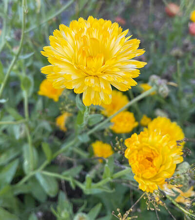 Calendula (Julia's Garden Mix) - Image 2