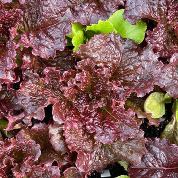 Arugula Seeds Category