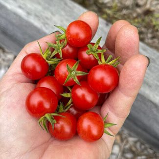 Matt's Wild Cherry tomato