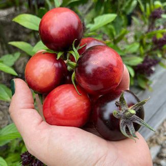 Indigo Rose tomato
