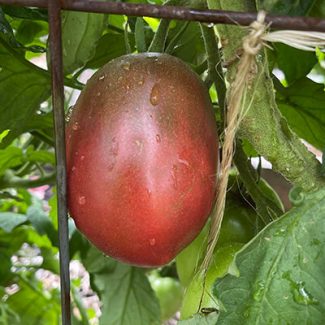 Purple Russian Tomato