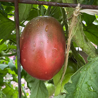 Purple Russian Tomato