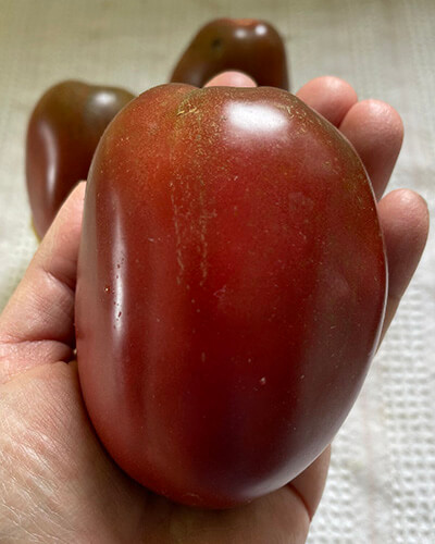 Purple Russian Tomato - Image 2