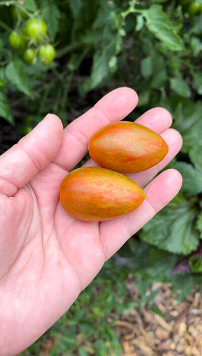 Prairie Fire Tomato