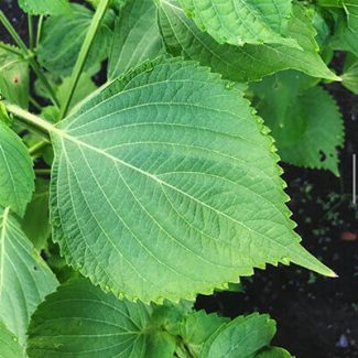 Green Perilla